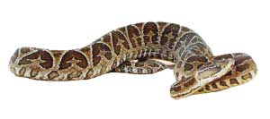 نیشهای حیاتبخش نیشهای حیاتبخش