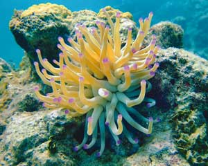 نیشهای حیاتبخش نیشهای حیاتبخش