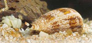 نیشهای حیاتبخش نیشهای حیاتبخش