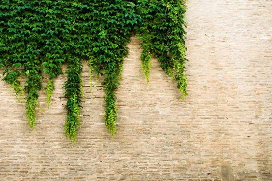 آجرهای هوشمند برای تصفیه فاضلاب ساختمانها آجرهای هوشمند برای تصفیه فاضلاب ساختمانها