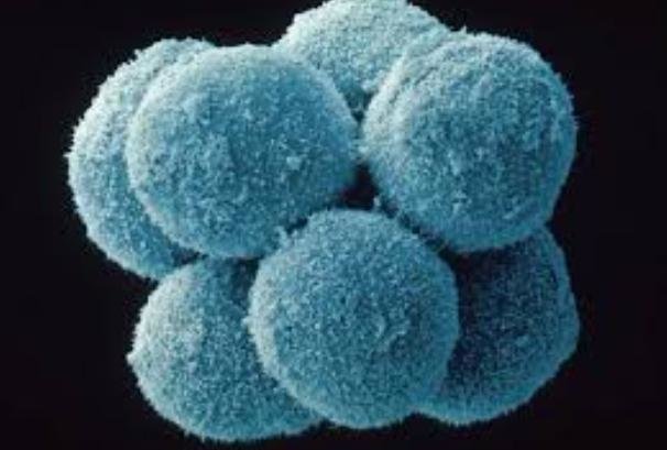 منشا سلول های بنیادی خون ساز ردیابی شد منشا سلول های بنیادی خون ساز ردیابی شد