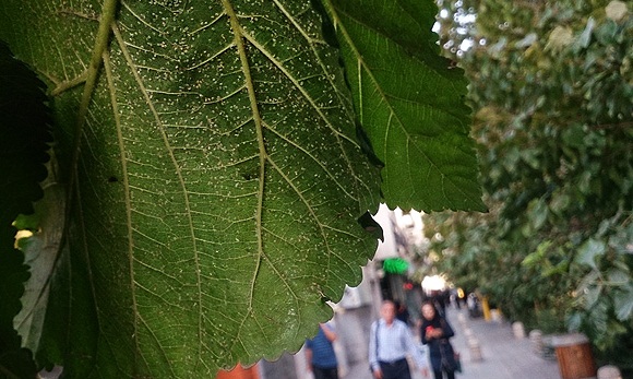 سرمای هوا هم مگس‌های سفید تهران را از بین نمی برد