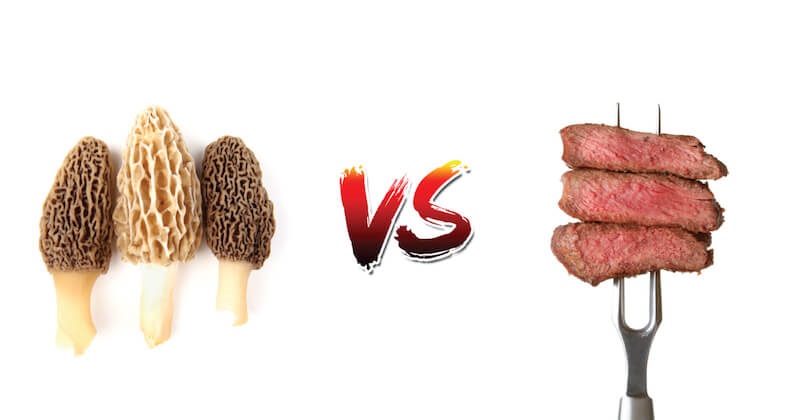 گیاهانی از جنس آهن!