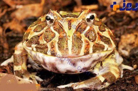 این قورباغه دایناسورخوار بوده است! (+عکس)