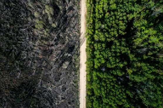 این جاده ناجی جنگل شد (+عکس) این جاده ناجی جنگل شد (+عکس)