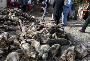 از قاچاق گوشت به خارج تا کشته دادن برای واردات گوشت!