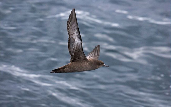 طولانیترین مهاجرتها در دنیای حیوانات (+عکس) طولانیترین مهاجرتها در دنیای حیوانات (+عکس)