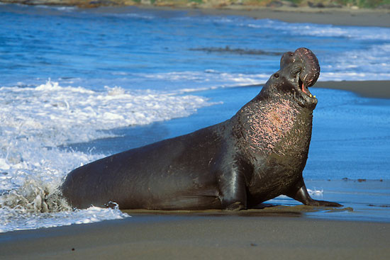 طولانیترین مهاجرتها در دنیای حیوانات (+عکس) طولانیترین مهاجرتها در دنیای حیوانات (+عکس)