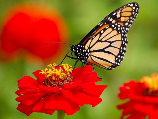 طولانیترین مهاجرتها در دنیای حیوانات (+عکس) طولانیترین مهاجرتها در دنیای حیوانات (+عکس)