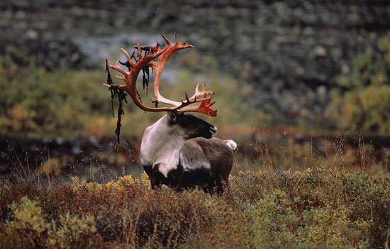 طولانیترین مهاجرتها در دنیای حیوانات (+عکس) طولانیترین مهاجرتها در دنیای حیوانات (+عکس)