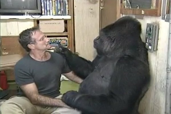 گوریلی که دوست آقای بازیگر بود، درگذشت (+عکس) گوریلی که دوست آقای بازیگر بود، درگذشت (+عکس)