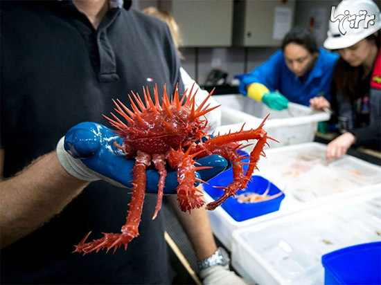 در عمق 5000 متری اقیانوس چه خبر است؟ (+عکس)