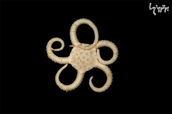 در عمق 5000 متری اقیانوس چه خبر است؟ (+عکس)