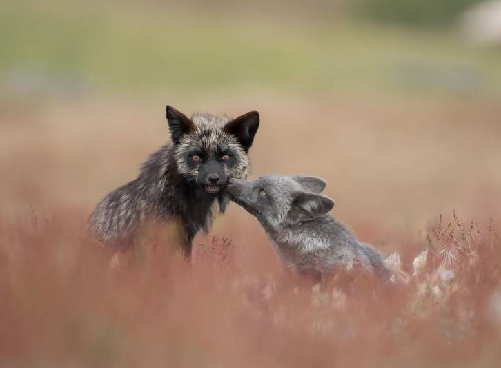 بوسه دیدنی روباه (عکس)