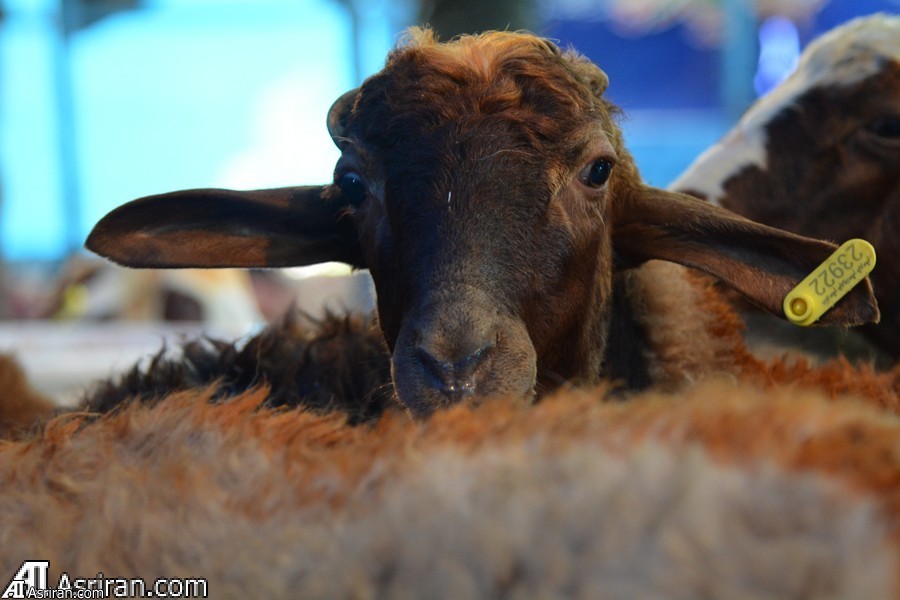 ستاد مبارزه با قاچاق کالا: مشکلات واردات دام زنده به زودی رفع می‌شود