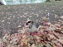 ررسی کاربردی دوربین گوشی Huawei 20 ررسی کاربردی دوربین گوشی Huawei 20