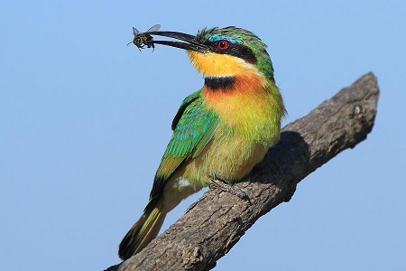 قتل عام ۵۰۰ پرنده به‌خاطر یک مشت عسل در قم