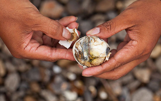 15 غذای عجیب و غریب از سراسر جهان (+عکس) بالوت (Balut)، فیلیپین