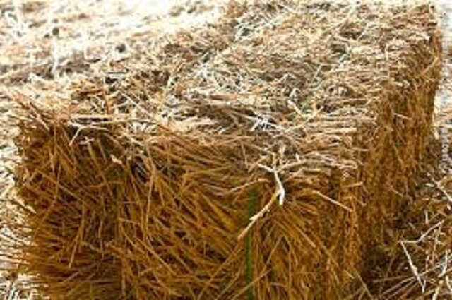 دامپزشکی: علوفه آلوده به سم آفلاتوکسین نداریم