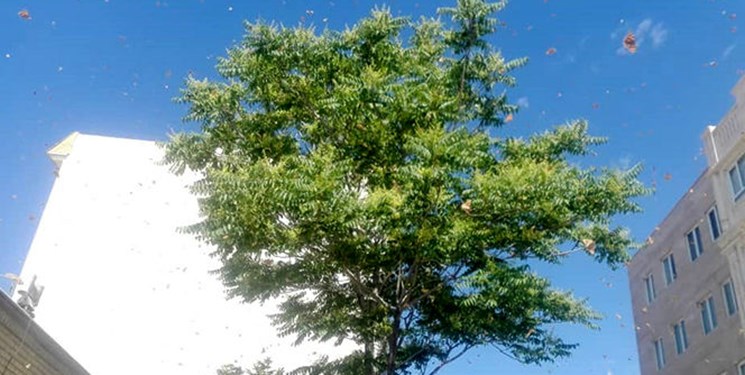 حمله ملخ‌ها به 3 مدرسه در فردیس کرج