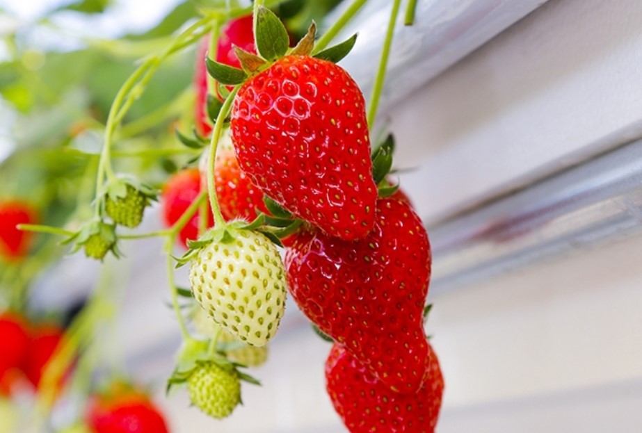 چگونه از فروشگاه اینترنتی اکالا خواروبار بخریم؟