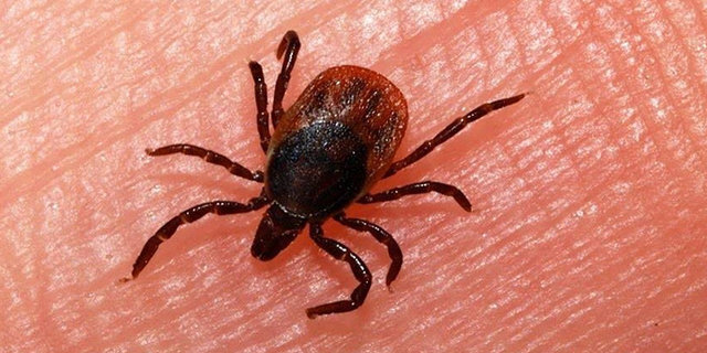 کاهش فوتی‌های تب کریمه کنگو نسبت به سال 97 / هشدار به کادر پزشکی بیمارستانی