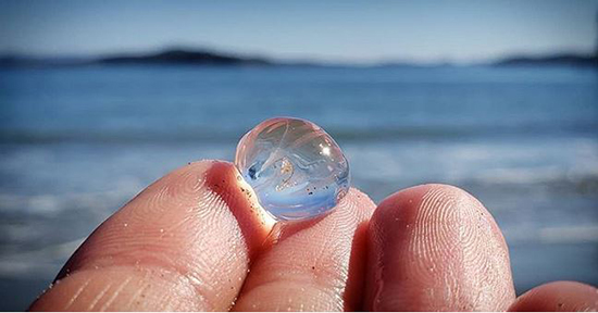 حیوانات شفافی که ثابت میکنند این سیاره یک معجزه است (+عکس) حیوانات شفافی که ثابت میکنند این سیاره یک معجزه است (+عکس)