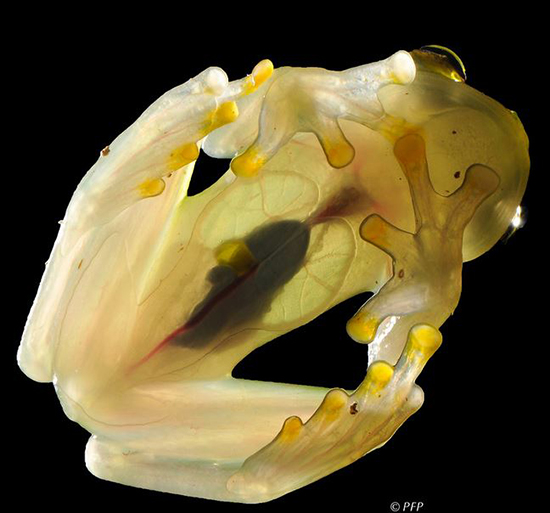 حیوانات شفافی که ثابت میکنند این سیاره یک معجزه است (+عکس) حیوانات شفافی که ثابت میکنند این سیاره یک معجزه است (+عکس)