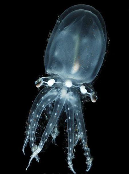 حیوانات شفافی که ثابت میکنند این سیاره یک معجزه است (+عکس) حیوانات شفافی که ثابت میکنند این سیاره یک معجزه است (+عکس)