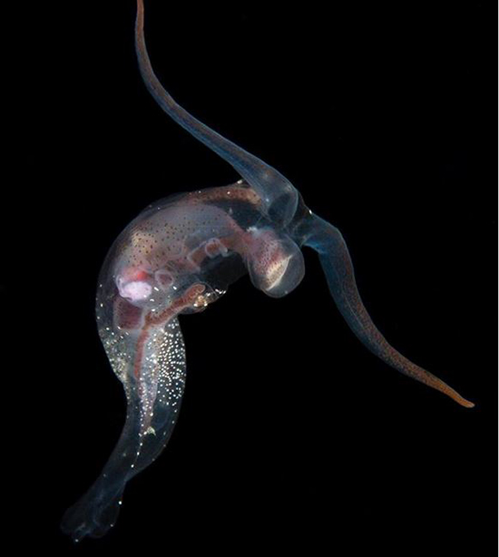 حیوانات شفافی که ثابت میکنند این سیاره یک معجزه است (+عکس) حیوانات شفافی که ثابت میکنند این سیاره یک معجزه است (+عکس)