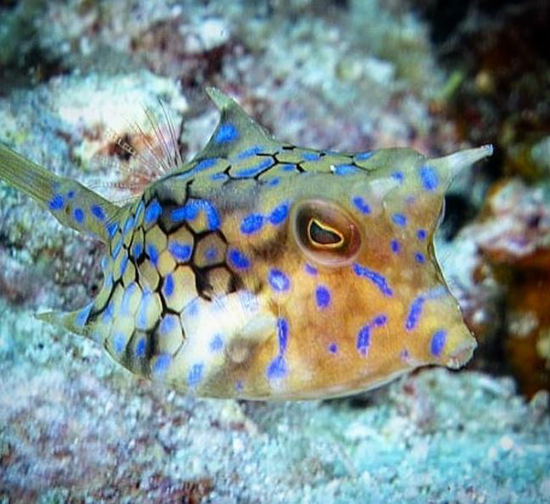 حیوانات شفافی که ثابت میکنند این سیاره یک معجزه است (+عکس) حیوانات شفافی که ثابت میکنند این سیاره یک معجزه است (+عکس)