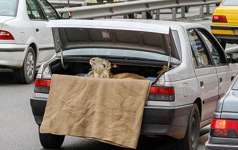 طرح ترافیک و دم خروس ما ایرانی ها!