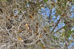 ملخ ها این بار از پاکستان می آیند/ پسته زیر بال ملخ ها