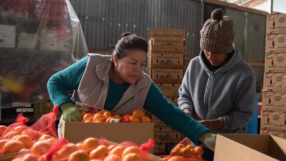 بحران کشاورزان آمریکا در ایام کرونا/ تجهیران محافطتی نداریم کشاورزان آمریکا کرونا
