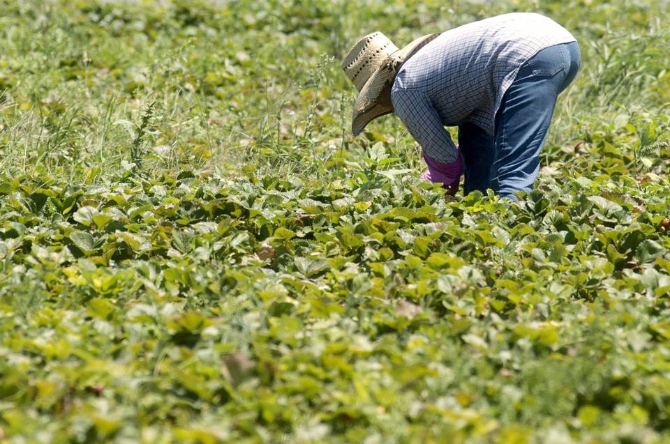 کشاورزی آمریکا کرونا