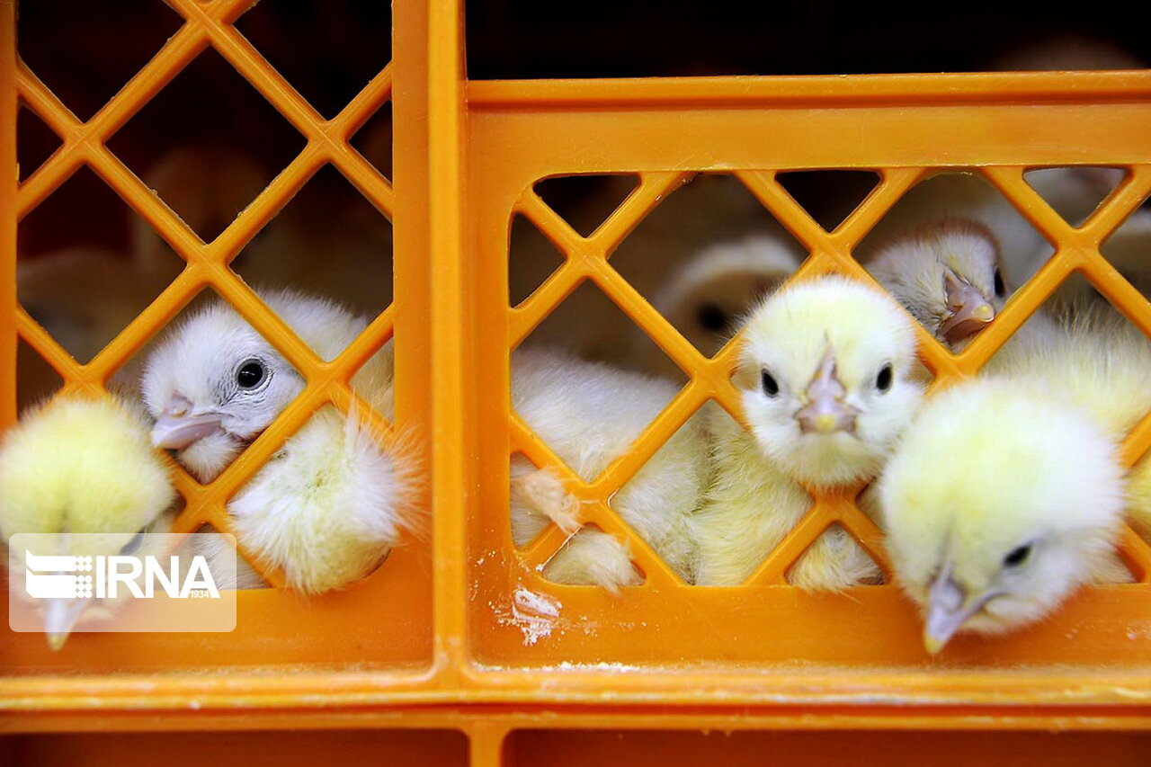 کمبود نهاده علت اصلی معدوم‌سازی جوجه‌های یک‌روزه