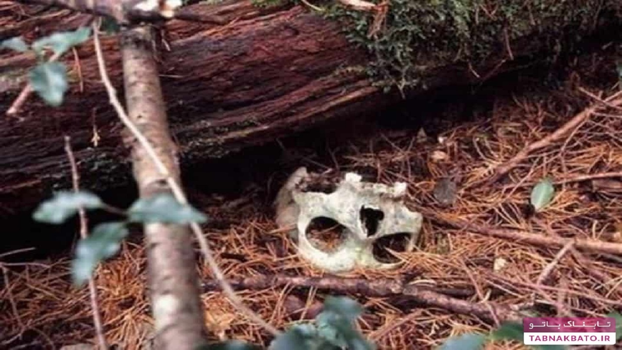 جنگل خودکشی در ژاپن