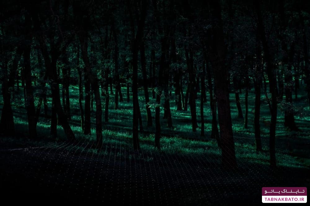 جنگل خودکشی در ژاپن