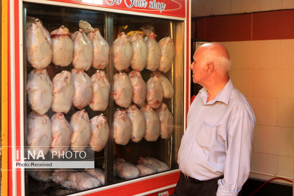 انجمن مرغداران: می‌توانیم ۲۰۰۰ تن بیش از نیاز روزانه مرغ به بازار عرضه کنیم