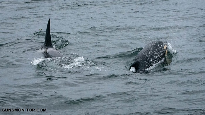نیروی دریایی آمریکا، تسلیحات ابرصوت و دردسری برای حیات دریایی! نیروی دریایی آمریکا، تسلیحات ابرصوت و دردسری برای حیات دریایی!