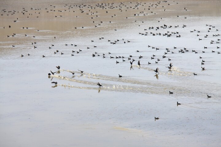 ورود پرندگان مهاجر به ایران/ ۸ هزار بال پرندگان مهاجر