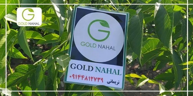 چرا بعد از خرید نهال گردو برخی از نهال ها خشک می شوند؟