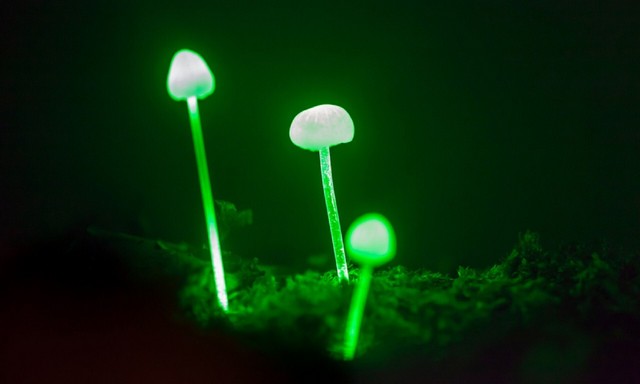 قارچ‌های درخشان برزیل 