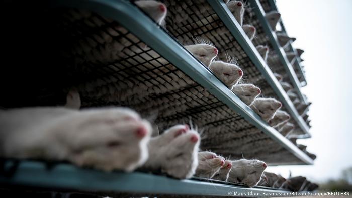 عذرخواهی و استعفای وزیر دانمارک بعد از کشتار راسوها عذرخواهی و استعفای وزیر دانمارک بعد از کشتار راسوها