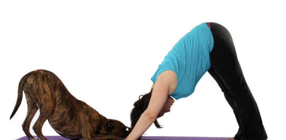 یوگا در کنار سگ‌ها