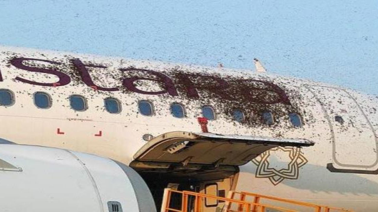 حمله زنبورها پروازها را در هند مختل کرد (+عکس) حمله زنبورها