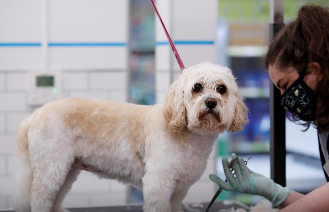 پس از برگزیت؛ گذرنامه  اروپایی حیوانات خانگی اروپا لغو می‌شود