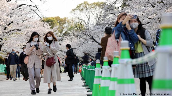 شکوفه گیلاس شکوفه های گیلاس 2021