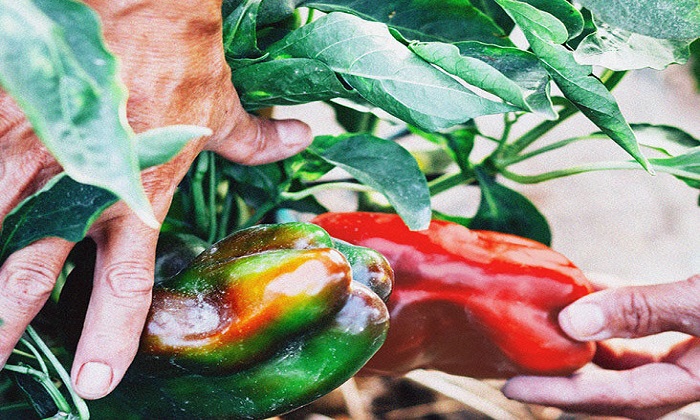 فرمول خوراکی برای محافظت و حفظ رطوبت پوست فرمول خوراکی برای محافظت و حفظ رطوبت پوست