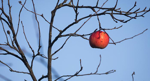 جهان بدون زنبور چگونه است؟ جهان بدون زنبور چگونه است؟